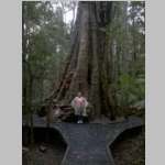 Joyce at Big Tree near Dip Falls.jpg